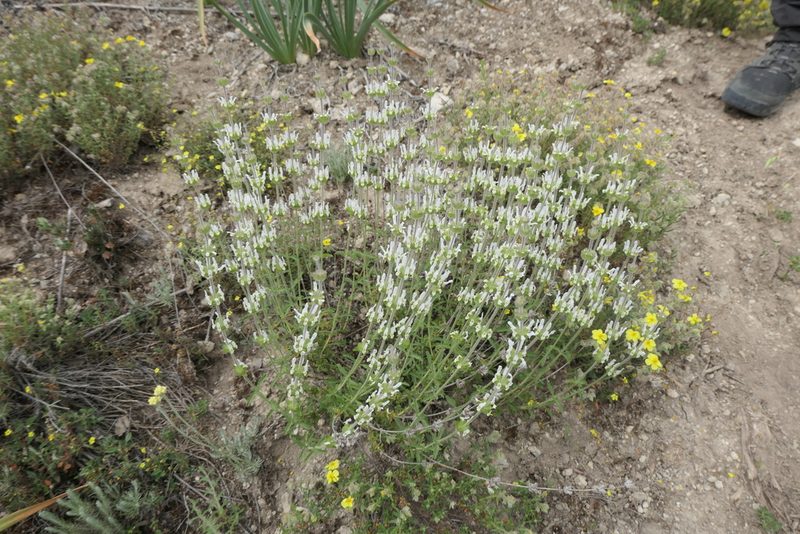 Sideritis hirsuta, photographed by Rafael Medina