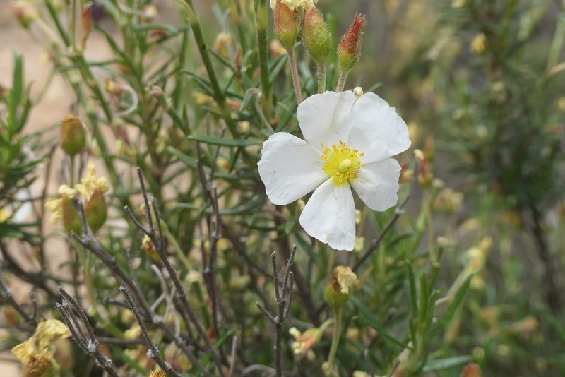Cistus clusii, photographed by Rafael Medina