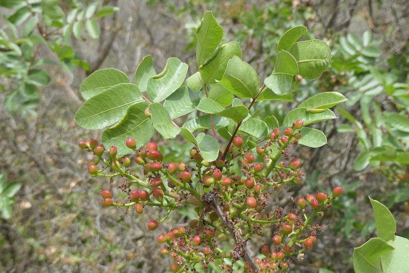 Pistacia terebinthus, photographed by Rafael Medina