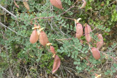 Colutea arborescens, photographed by Rafael Medina