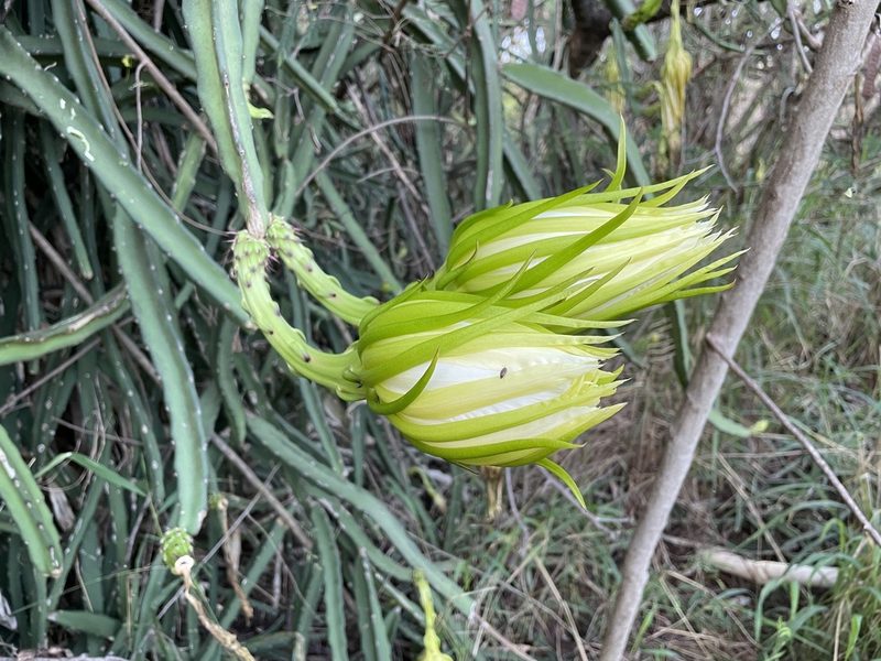 Selenicereus undatus, photographed by Don Loarie