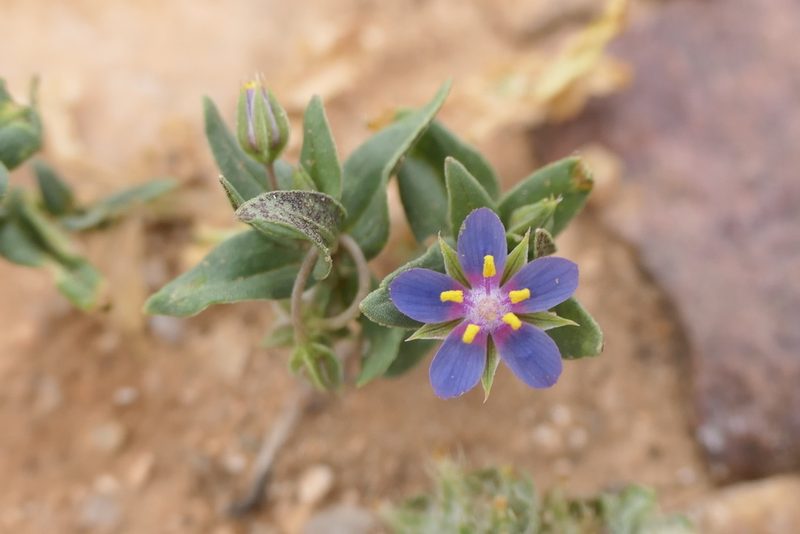 Lysimachia foemina, photographed by Rafael Medina