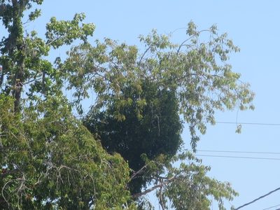 Phoradendron leucarpum