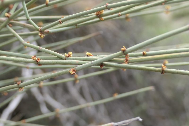 Ephedra fragilis, photographed by Rafael Medina