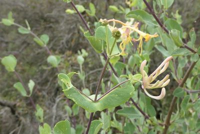 Lonicera etrusca, photographed by Rafael Medina