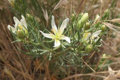 Peganum harmala, photographed by Rafael Medina