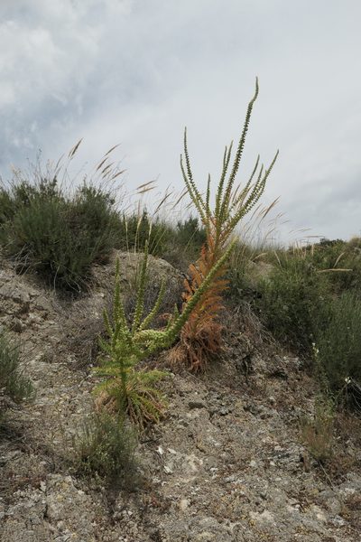Reseda suffruticosa, photographed by Rafael Medina