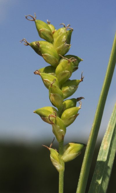 Carex tetanica, photographed by aarongunnar
