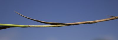 Carex tetanica, photographed by aarongunnar