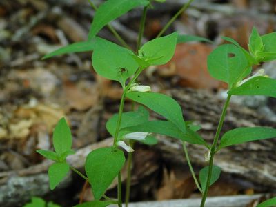 Melampyrum lineare, photographed by Michael J. Papay