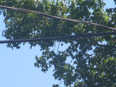 Liquidambar styraciflua, photographed by Nonbinary-Naturalist