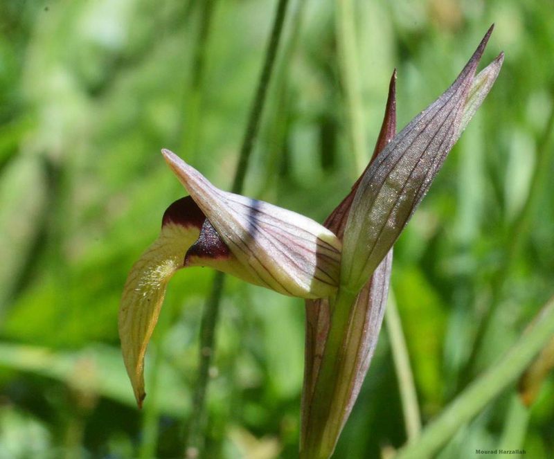 Serapias lingua, photographed by Mourad Harzallah