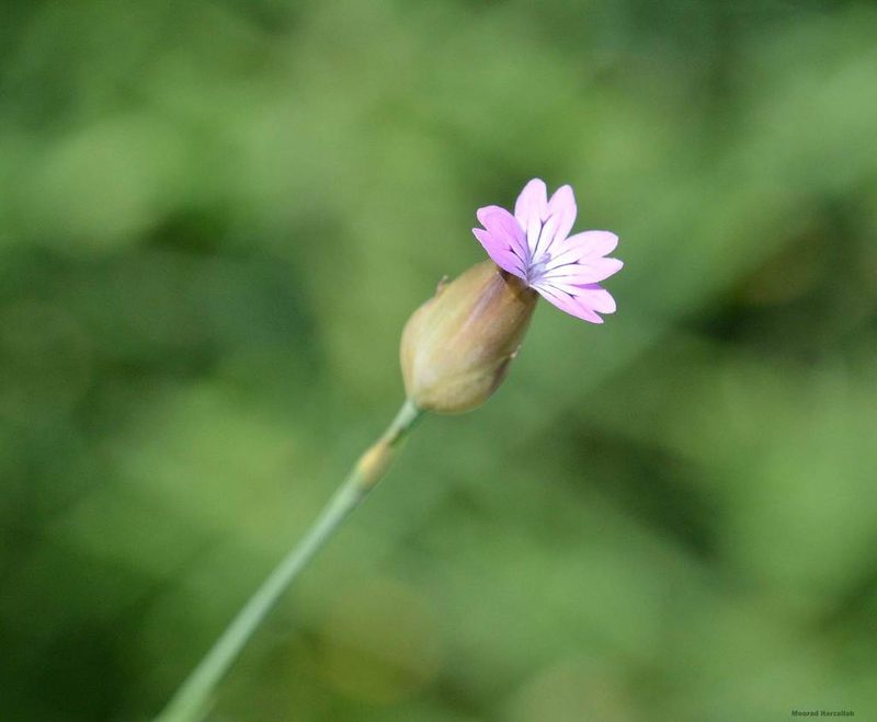 Petrorhagia dubia, photographed by Mourad Harzallah