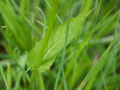 Crepis paludosa, photographed by Wolfgang Jauch