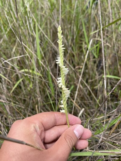 Spiranthes laciniata, photographed by Brandon Corder