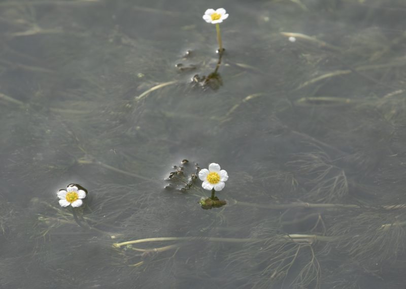 Ranunculus trichophyllus, photographed by Paolo Zucca