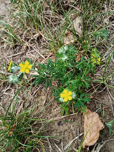 Potentilla neglecta, photographed by Bee Together