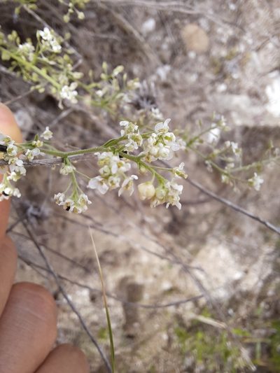 Lepidium subulatum, photographed by Antón David Pérez Rodríguez