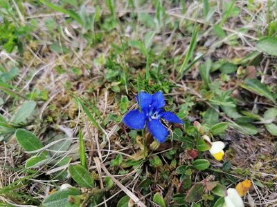 Gentiana verna, photographed by Daniel Linzbauer