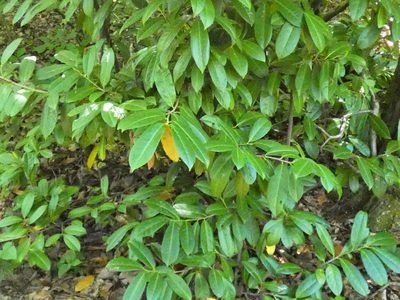 Prunus laurocerasus, photographed by Norrland