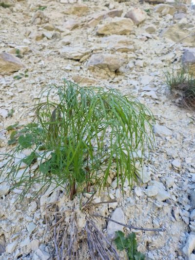 Peucedanum ruthenicum, photographed by Дауд Арсанукаев