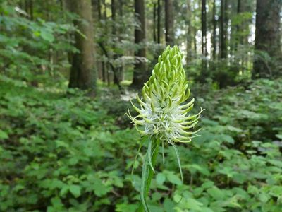 Phyteuma spicatum, photographed by Norrland