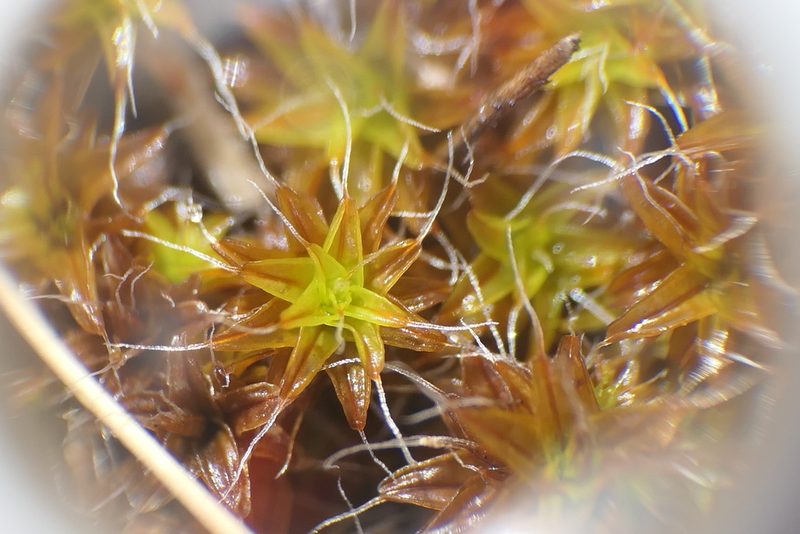 Syntrichia ruralis, photographed by Rafael Medina