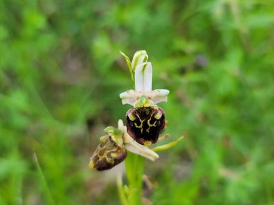 Ophrys holosericea, photographed by Elias