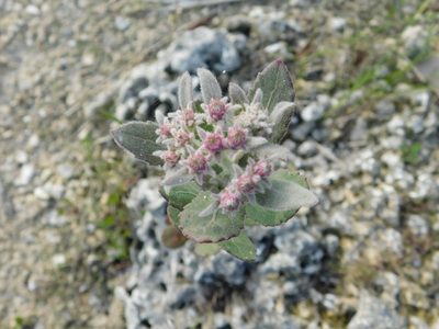 Pluchea baccharis, photographed by David Garza