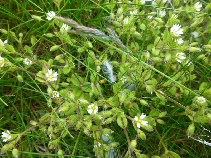 Cerastium diffusum, photographed by Sheelagh Halsey