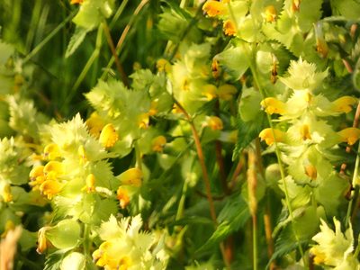 Rhinanthus alectorolophus, photographed by Norrland
