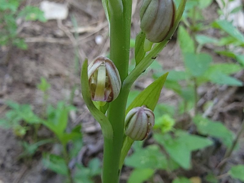 Himantoglossum adriaticum, photographed by Elias