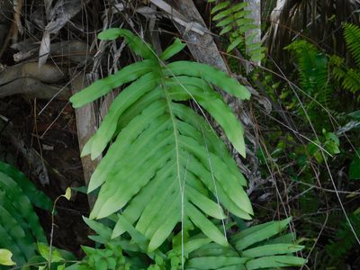 Phlebodium aureum, photographed by David Garza