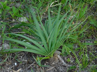 Sabal palmetto, photographed by David Garza