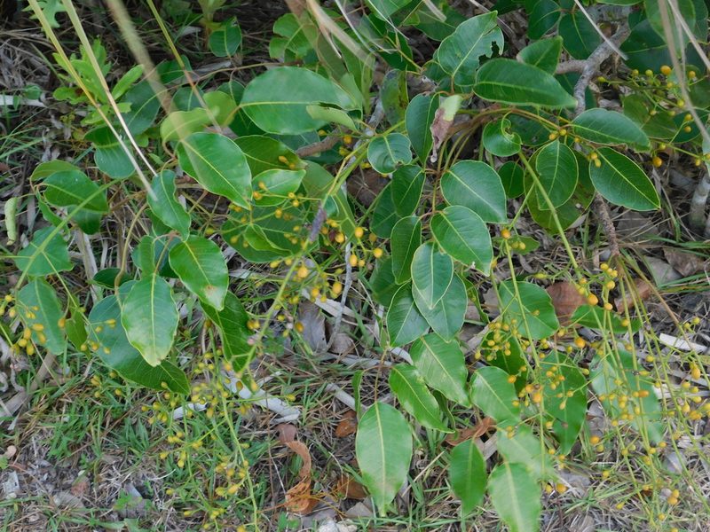Metopium toxiferum, photographed by David Garza
