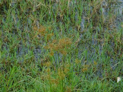Cyperus polystachyos, photographed by David Garza