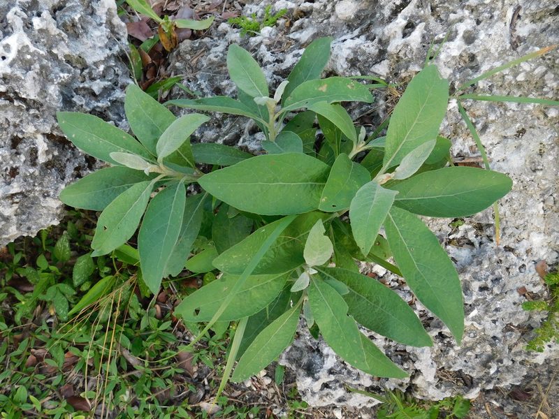 Pluchea carolinensis, photographed by David Garza