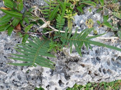 Pteris vittata, photographed by David Garza