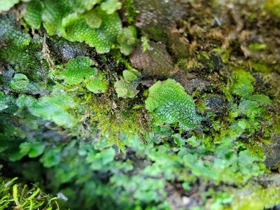 Conocephalum salebrosum, photographed by Will Kuhn