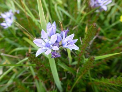 Scilla verna, photographed by Sheelagh Halsey