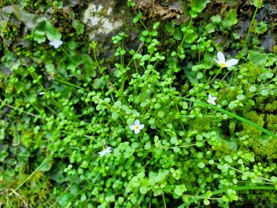 Houstonia serpyllifolia, photographed by Will Kuhn