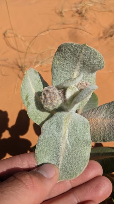 Asclepias welshii, photographed by Darrin Gobble