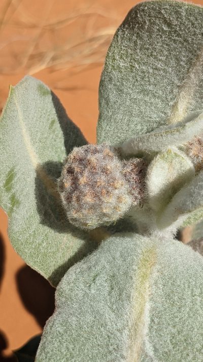 Asclepias welshii, photographed by Darrin Gobble