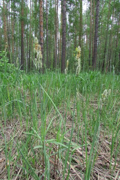 Carex hartmaniorum, photographed by Татьяна Горбушина