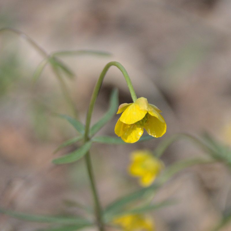 Ranunculus monophyllus, photographed by Иван Шихалев