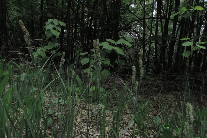 Carex hartmaniorum, photographed by Татьяна Горбушина