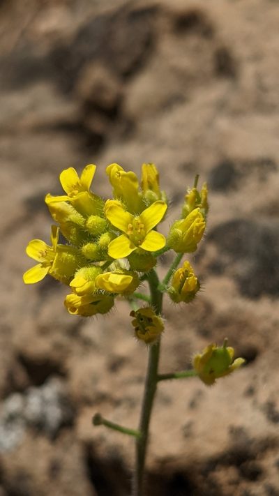 Draba asprella, photographed by Darrin Gobble
