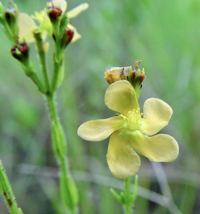 Hypericum setosum, photographed by Patty Mitchum
