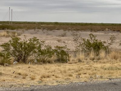 Larrea tridentata, photographed by CK2AZ