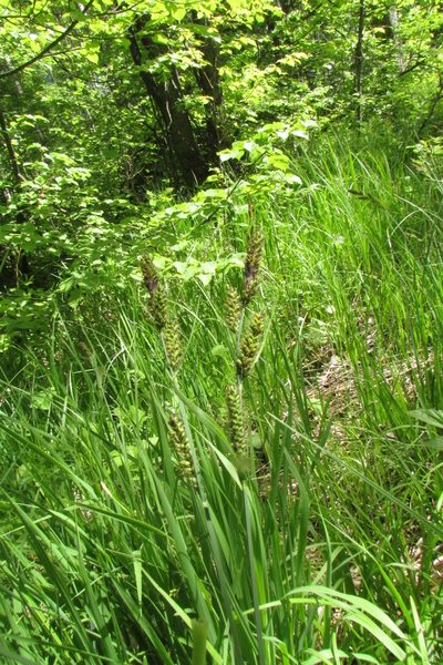 Carex hartmaniorum, photographed by Татьяна Горбушина